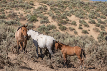 Wild Horses in the Sand Wash Basin Colorado in Summer