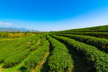 Fototapeta na wymiar Green tea field in the morning light ,organic tea plantations at chiang rai thailand