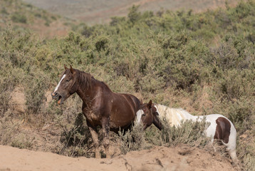 Wild Horses in the Sand Wash Basin Colorado in Summer