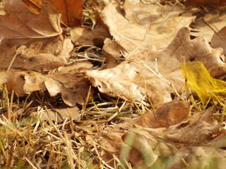 Fallen yellow leaves in the autumn forest