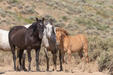 Fototapeta premium Wild Horses in the Sand Wash Basin Colorado in Summer