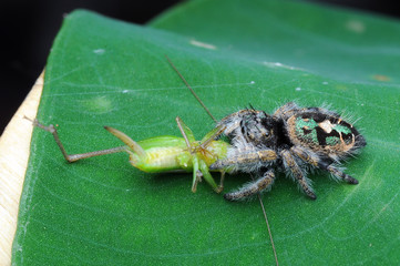 Jumping Spider