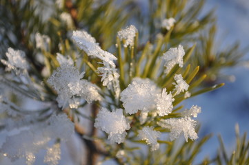 Closeup of small green moorland pinetree covered by shiny frost crystals and fresh snow on sunny winter day 
