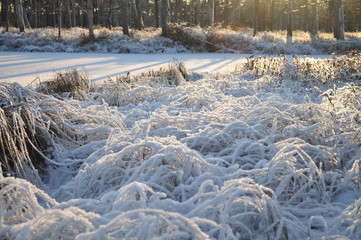 Beautiful snowy bog grown by small pine trees and moorland vegetation covered by shiny frost and surrounded by frozen ponds lit by the cold winter sun, in Cena Moorland