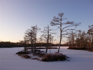 Beautiful snowy and frozen bog lake with small tree-covered islands lit by the cold winter sun and making long shadows on the snow, in Cena Moorland, Latvia