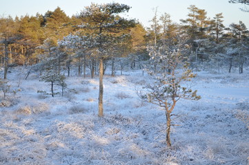 Beautiful snowy bog grown by small pine trees and moorland vegetation covered by shiny frost and surrounded by frozen ponds lit by the cold winter sun, in Cena Moorland, Latvia