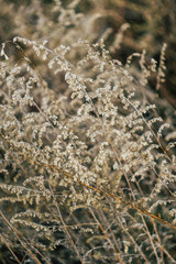 Botanical wallpaper. Nature background. Plants, flowers grass texture. Vertical orientation. Blur. Freshness concept