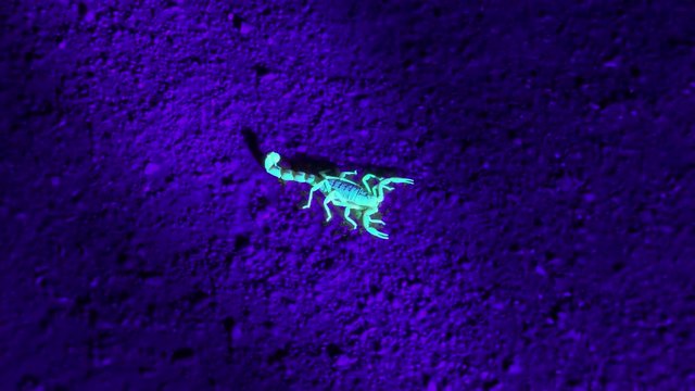 Scorpion found in the deserts of Namibia at night using a UV powered light. The reflected fluorescence can be seen on the ground beneath the scorpion.