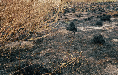 Forest surface after fire. Burned plants. Ashes and dust texture 