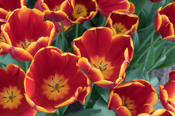 Obraz na płótnie Canvas Red and yellow tulips. Top view, macro.