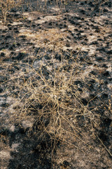 Forest surface after fire. Burned plants. Ashes and dust texture 
