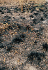 Forest surface after fire. Burned plants. Ashes and dust texture 