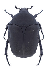 Beetle Protaetia afflicta on a white background
