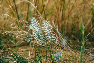 Natural wallpapers. Plants texture. Grass, flowers. Botany