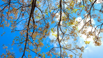 branches of tree against blue sky