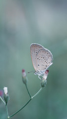 Selective focus, beautyful tiny common blue butterfly on wild flower in morning light with green  nature background