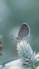 Selective focus, beautyful tiny common blue butterfly on wild flower in morning light with green  nature background