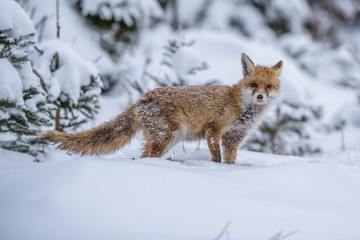 Fototapeta premium Red fox, vulpes vulpes, adult fox with young