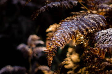 fondo seto con  helada