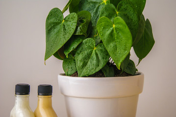 massage, relaxation, therapies, coconut oil, bottles, plants, pots