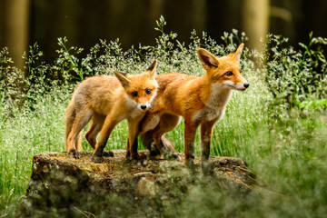 Red fox, vulpes vulpes, adult fox with young