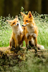 Naklejka premium Red fox, vulpes vulpes, adult fox with young