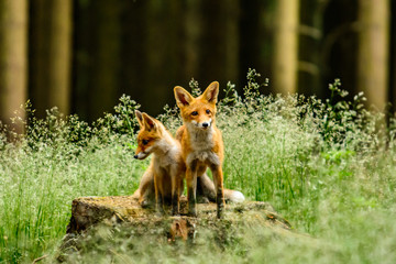 Red fox, vulpes vulpes, adult fox with young