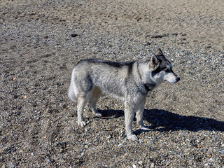 Dog Laika walks on a pebble beach.