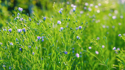Flax cultivation in Ukraine. Flax flowers on a sunny morning.