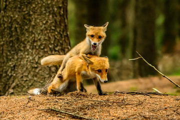 Red fox, vulpes vulpes, adult fox with young