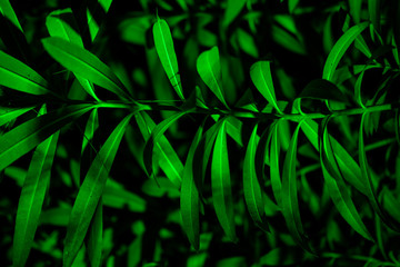 Naklejka na ściany i meble Plant branches with green leaves close up view. Natural environment, ecology, lush forest trees foliage. Beautiful botanical background with dense vegetation. Illuminated greenery at nighttime