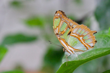 butterfly on a leaf