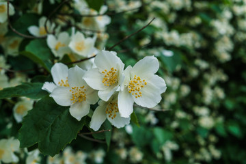 Obraz na płótnie Canvas Jasmine bush with beautiful white flowers in the garden.