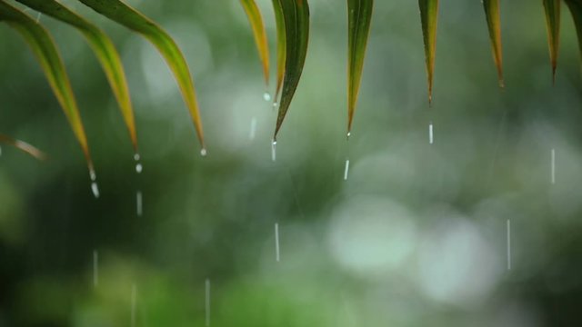 Natural Tropical Rain. Shallow focus on raindrops leaf