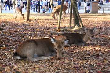 Nara Park in Nara Prefecture, Japan and the scenery of deer living in the park