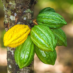 Cacau fruta