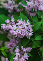 Beautiful branches of decorative pink jasmine in the summer.