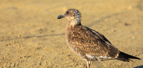 Young sea gull standing on the sandy beach