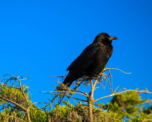 Cawing crow on the branch. Blue sky background