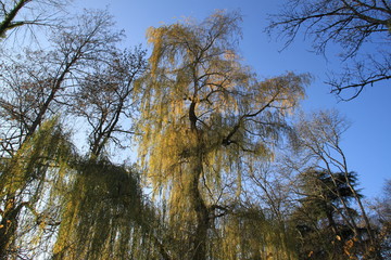 Saule pleureur doré