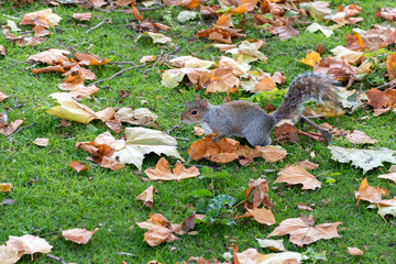 Grey Squirrel (Sciurus carolinensis)