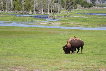 Grazing buffalo