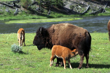 Bison nursing a calf