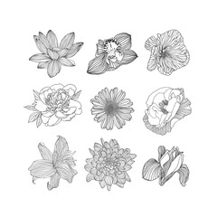 Set of nine different flowers