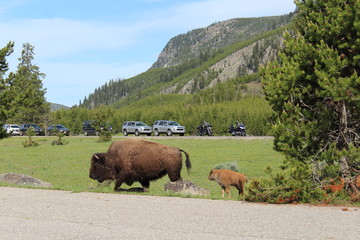 Bison and calf among traffic