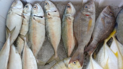 fresh fish at the market