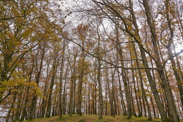 Nella foresta, foglie cadute e colorate
