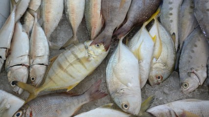 fresh fish in the market