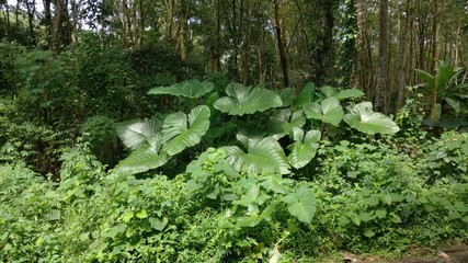 Obraz premium Green trees in the forest