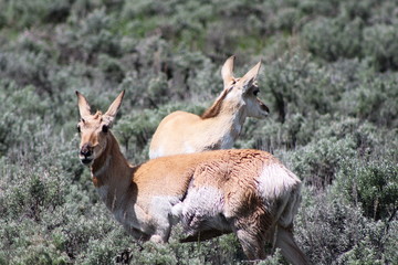 Antelope in the sage
